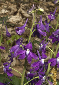 woodland larkspur